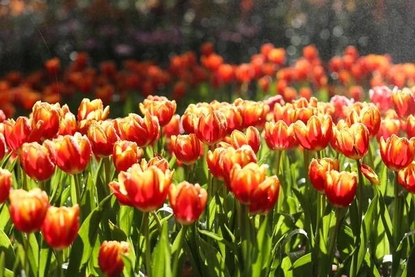 Tulpen in het warme zonlicht — Stockfoto