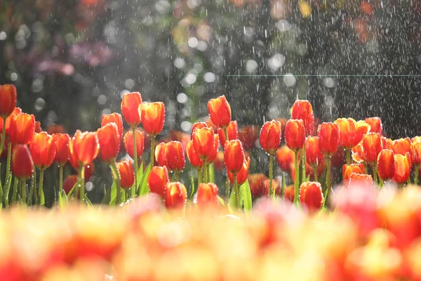 Tulipany w ciepłym słońcu — Zdjęcie stockowe