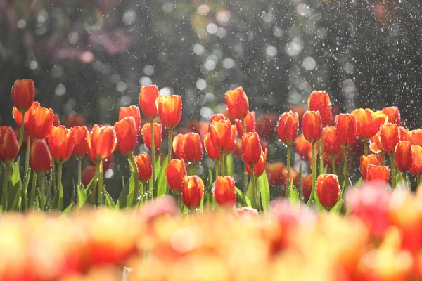 Tulips in warm sunlight — Stock Photo, Image