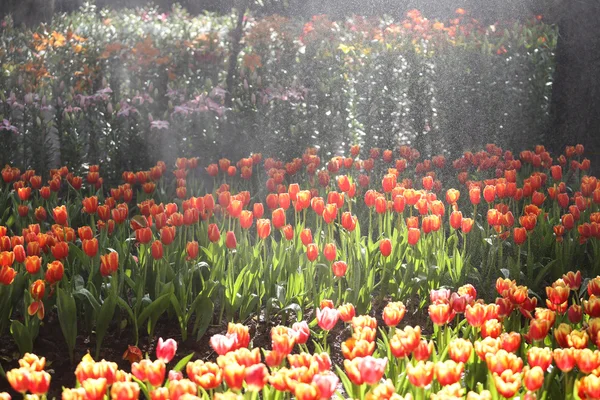 Tulpen in het warme zonlicht — Stockfoto