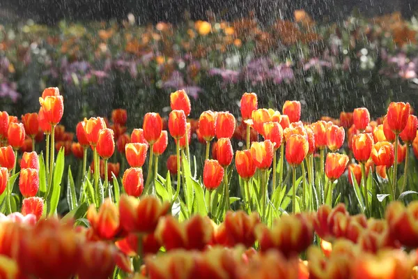 Tulipanes a la luz del sol — Foto de Stock