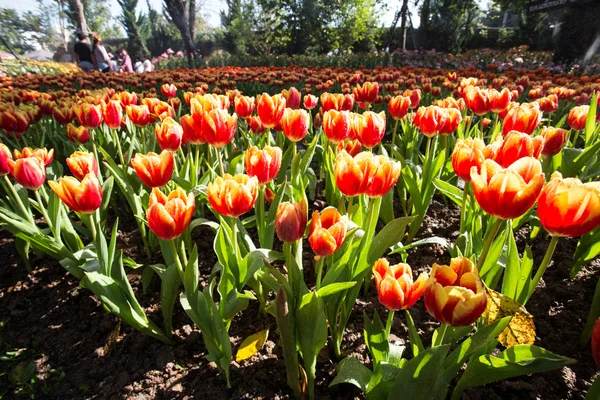 Тюльпаны в теплом солнечном свете — стоковое фото