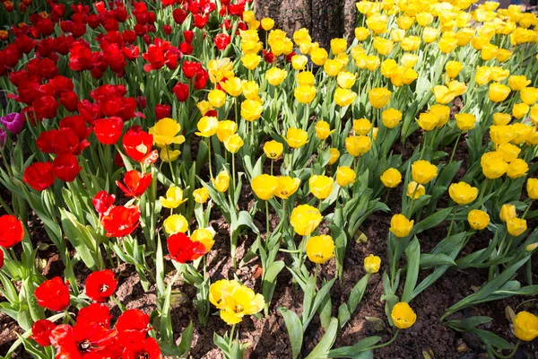 Tulips in warm sunlight — Stock Photo, Image