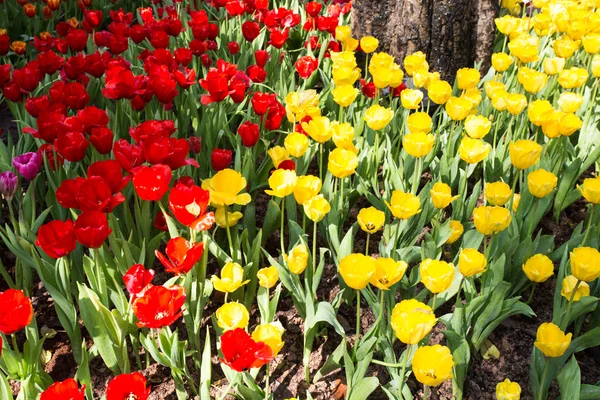 Tulipas em luz solar quente — Fotografia de Stock