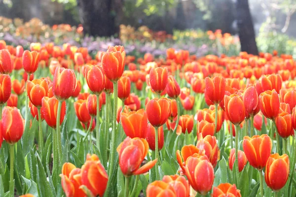 Tulipanes a la luz del sol — Foto de Stock