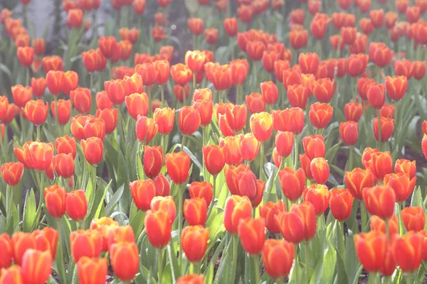 Tulpen in het warme zonlicht — Stockfoto