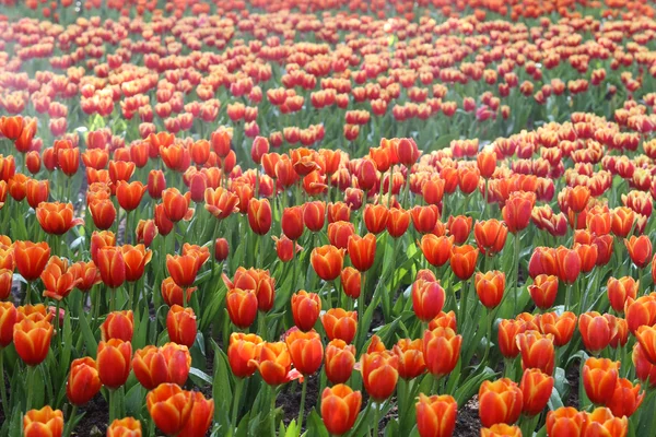 Tulipas em luz solar quente — Fotografia de Stock