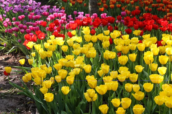 Tulips in warm sunlight — Stock Photo, Image