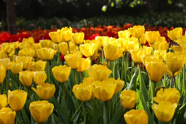 Tulipanes a la luz del sol — Foto de Stock