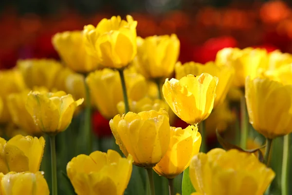 Tulipas em luz solar quente — Fotografia de Stock