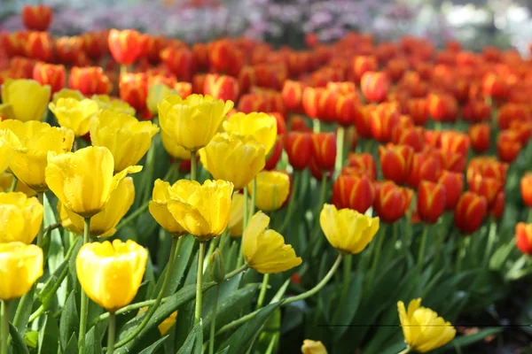 Tulipanes a la luz del sol — Foto de Stock