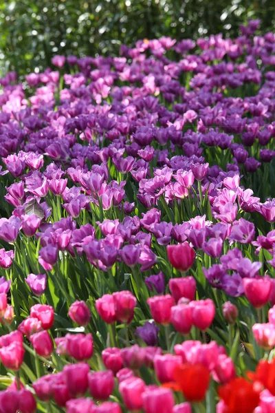 Tulipas em luz solar quente — Fotografia de Stock