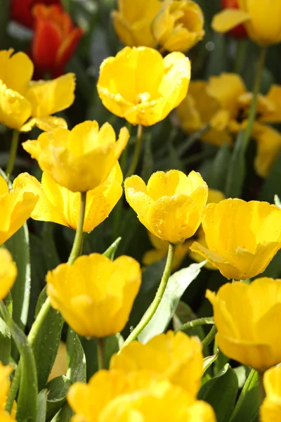 Tulpen in het warme zonlicht — Stockfoto