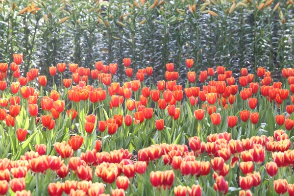 Tulipes au soleil chaud — Photo