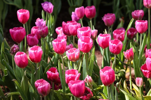 Tulips in warm sunlight — Stock Photo, Image