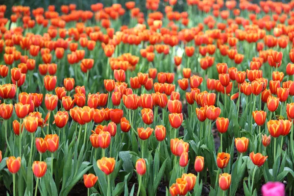 Tulipanes a la luz del sol — Foto de Stock