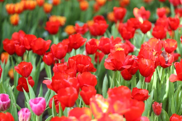 Tulips in warm sunlight — Stock Photo, Image