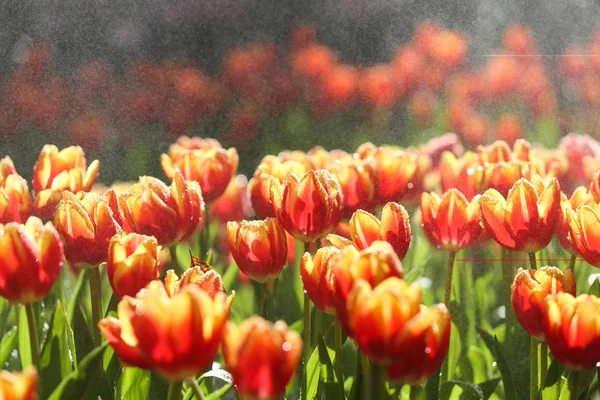 Tulpen in het warme zonlicht — Stockfoto