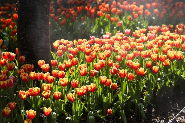 Tulipas em luz solar quente — Fotografia de Stock