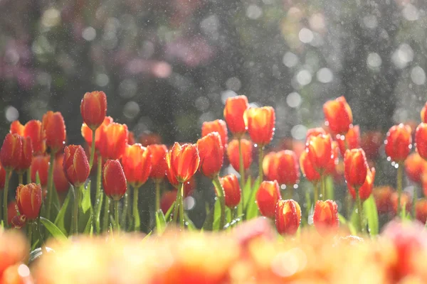 Тюльпаны в теплом солнечном свете — стоковое фото