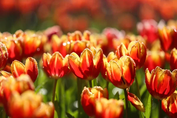 Tulipanes a la luz del sol — Foto de Stock