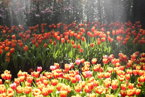 Tulpaner i varmt solljus — Stockfoto