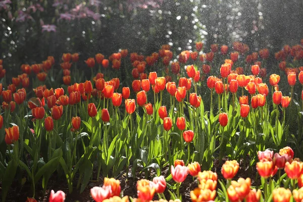 Tulpen in het warme zonlicht — Stockfoto