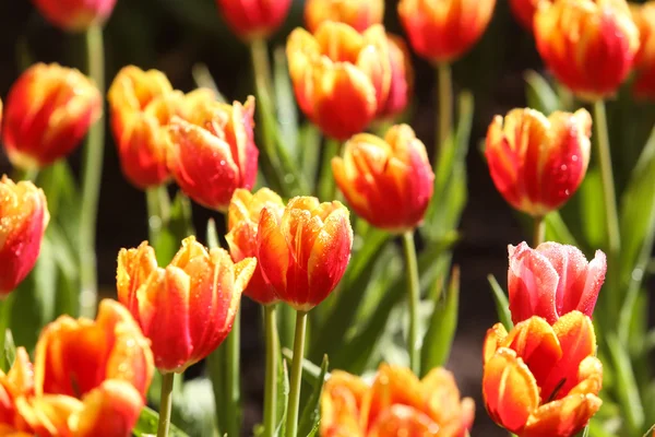 Tulipanes a la luz del sol — Foto de Stock