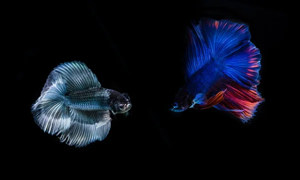 Сіамська бойова риба, риба Бетта на чорному тлі — стокове фото