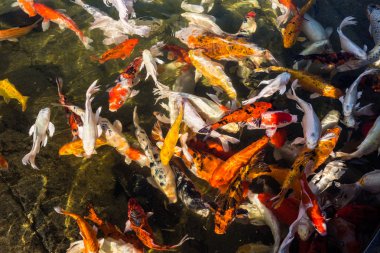 Koi balıkları ile su dalgalanma