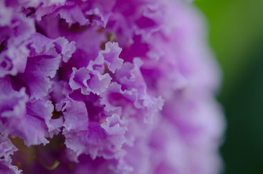 güzel çiçekler makro çekim