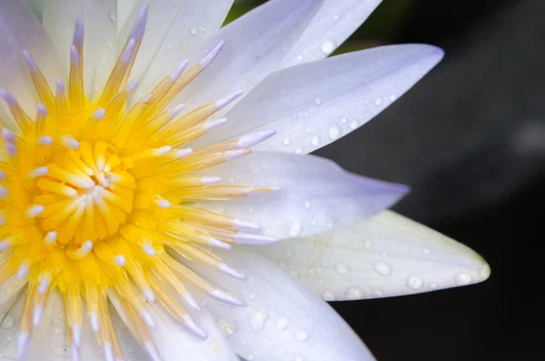 Primer plano de una flor de loto — Foto de Stock