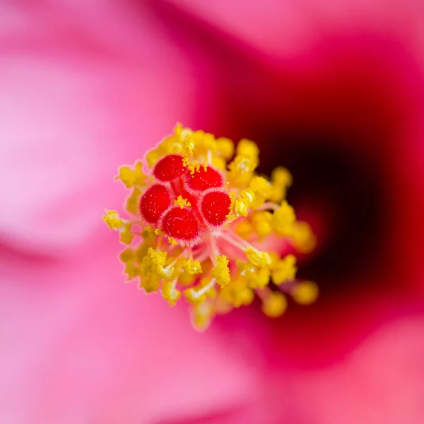 Beautiful flowers Macro Shot — Stock Photo, Image