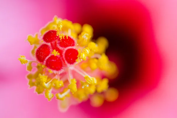 美しい花のマクロ撮影 — ストック写真