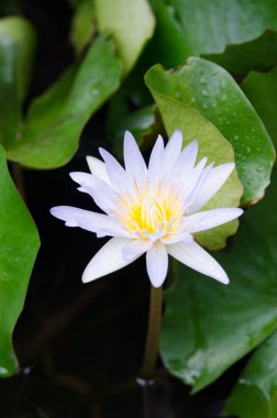 tatlı bir lotus çiçeği