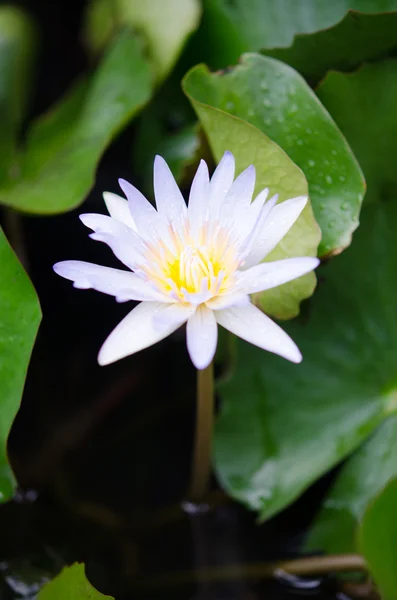 Primer plano de una flor de loto — Foto de Stock