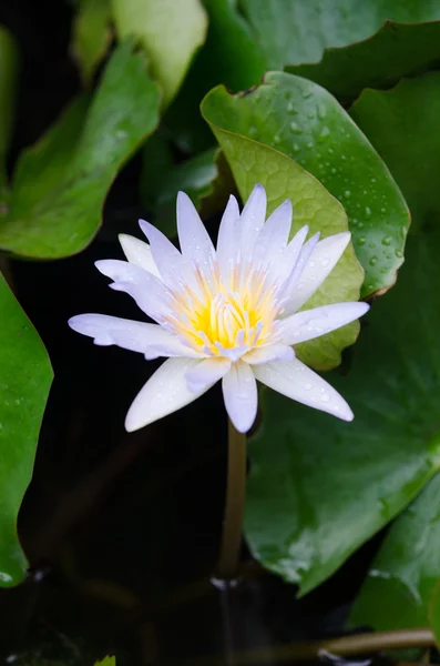 Närbild av en lotus blossom — Stockfoto