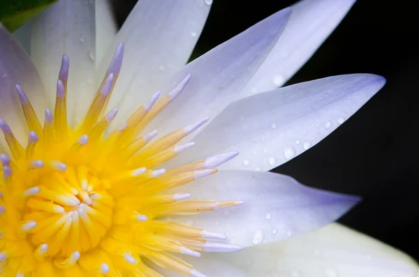 Primer plano de una flor de loto — Foto de Stock