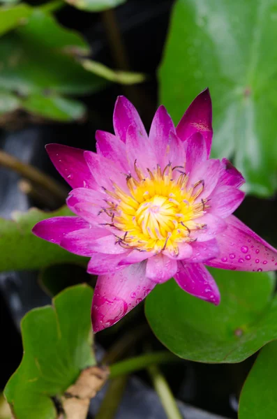 Närbild av en lotus blossom — Stockfoto