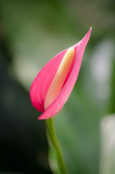 Flamingo-Lilie — Stockfoto
