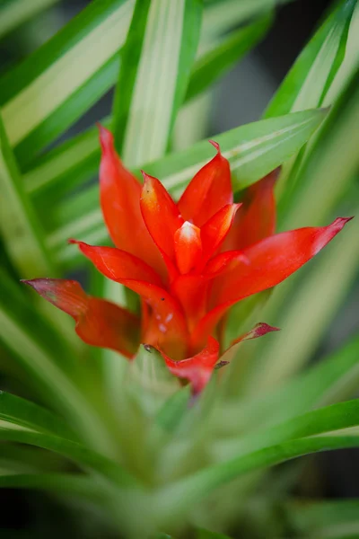 Bromeliad flower — Stock Photo, Image