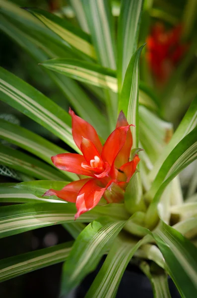 Bromeliad flower — Stock Photo, Image