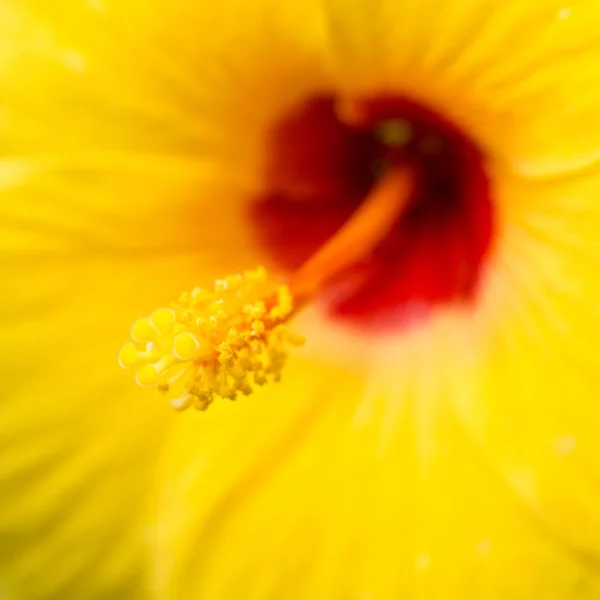 美しい花のマクロ撮影 — ストック写真