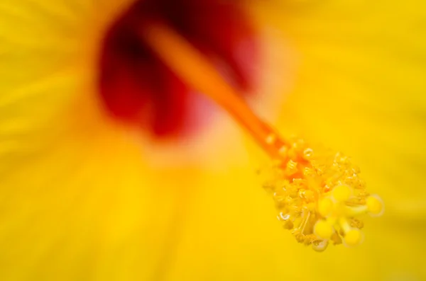 Belles fleurs Macro Shot — Photo