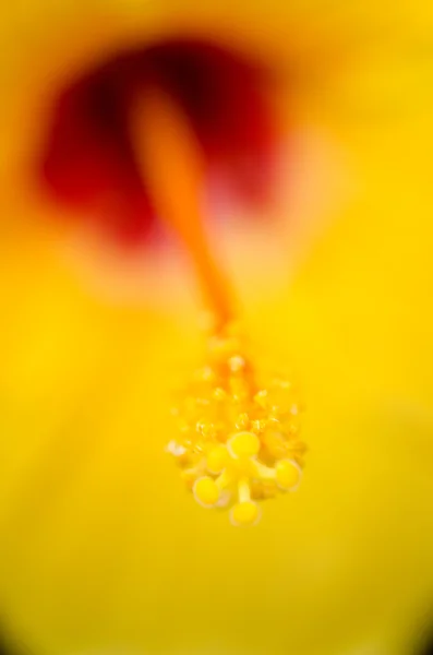 Hermosas flores Macro Shot —  Fotos de Stock