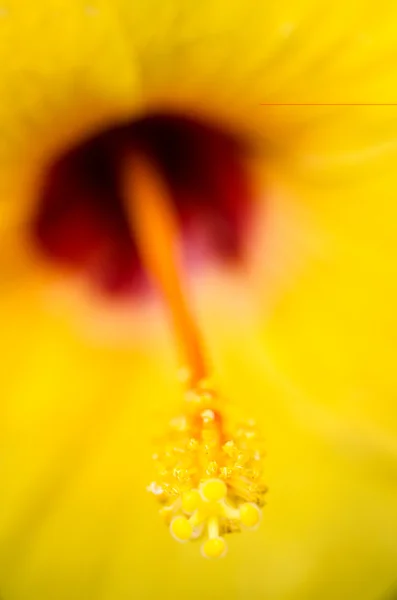 Belles fleurs Macro Shot — Photo