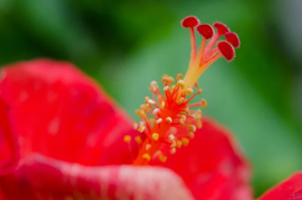 Hermosas flores Macro Shot —  Fotos de Stock