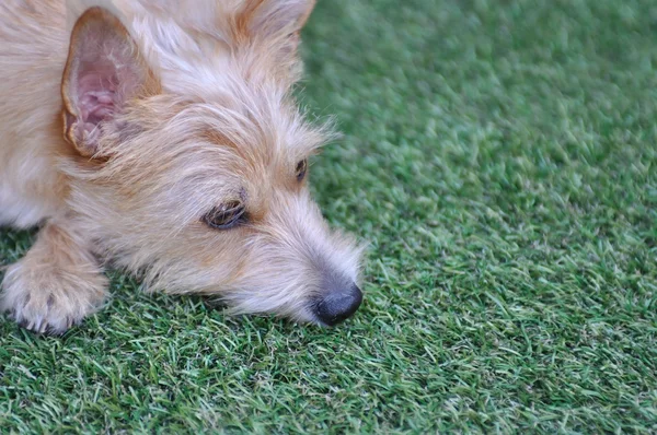 Hund liegt im Gras — Stockfoto