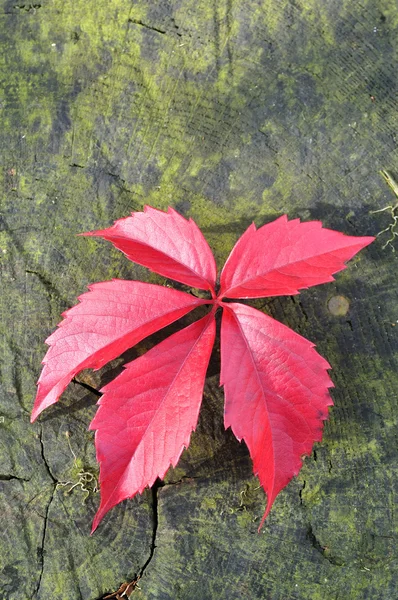 Осенний лист на деревянном фоне — стоковое фото