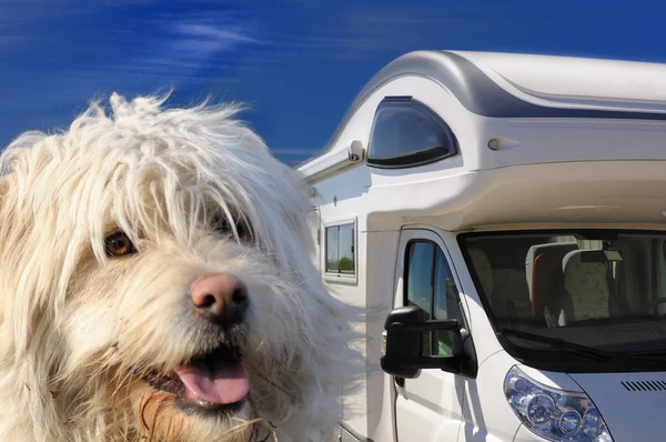 kamp ve köpek